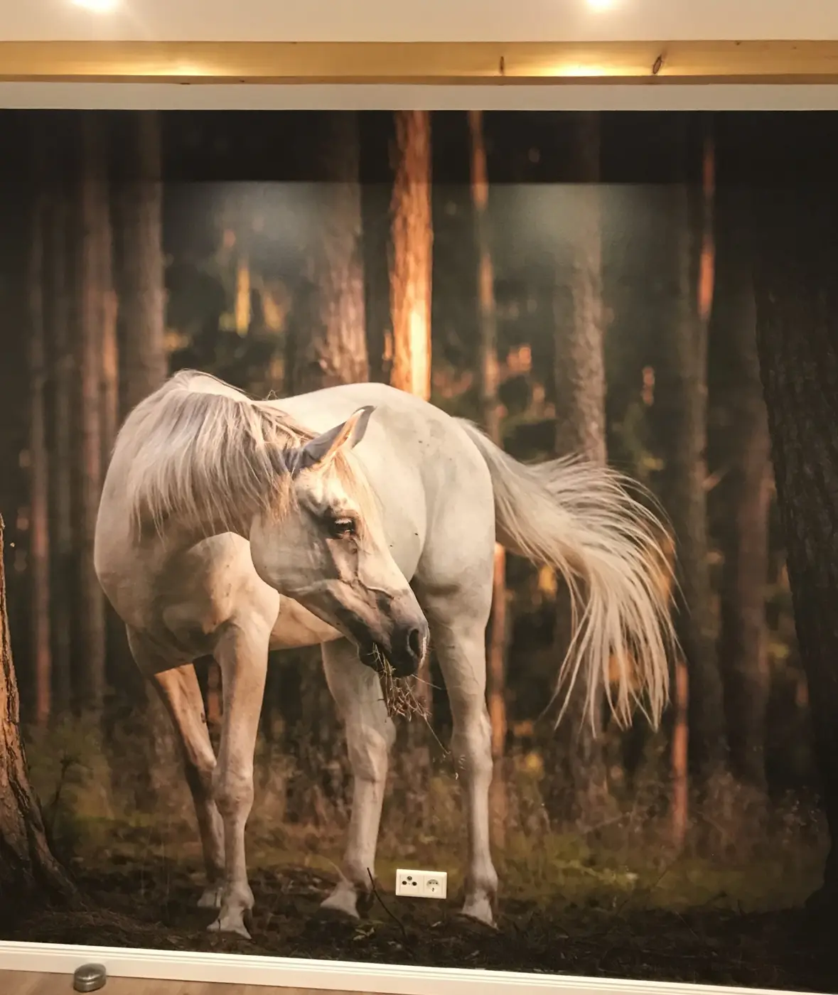 Fototapete Schimmel: Wandfüllendes Motiv mit Waldlicht, Steckdosen sauber ausgespart